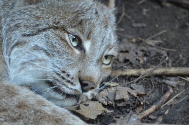 Kanadalı bir vaşak