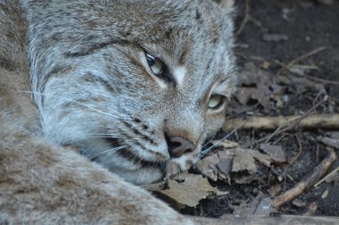 Kanadalı bir vaşak