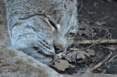 Kanadalı bir vaşak
