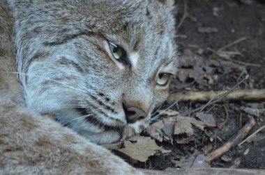 Kanadalı bir vaşak