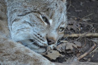 Kanadalı bir vaşak