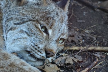 Kanadalı bir vaşak
