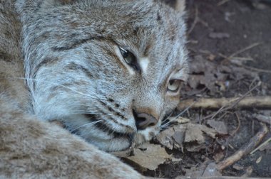 Kanadalı bir vaşak