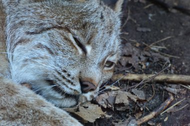 Kanadalı bir vaşak