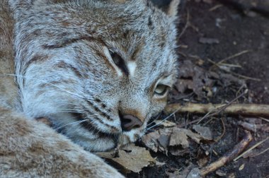 Kanadalı bir vaşak