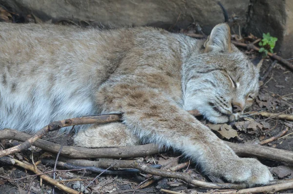 Kanadalı bir vaşak