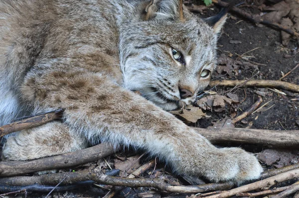 Kanadalı bir vaşak