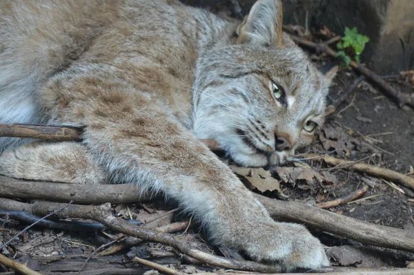 Kanadalı bir vaşak