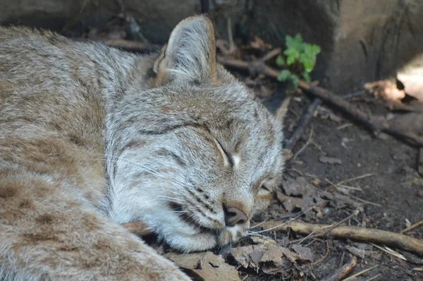 Kanadalı bir vaşak