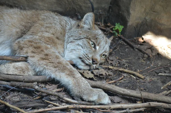 Kanadalı bir vaşak