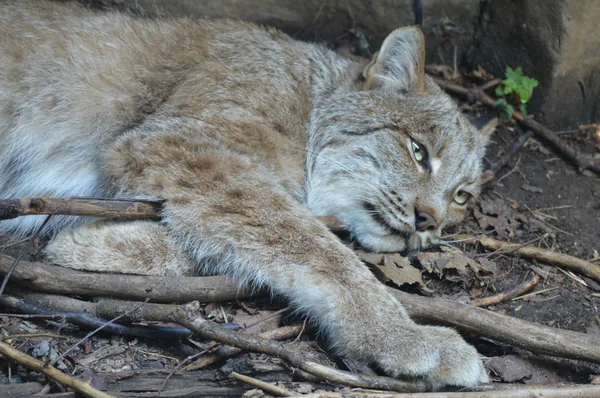 Kanadalı bir vaşak