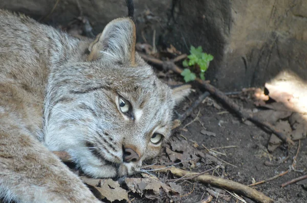 Kanadalı bir vaşak