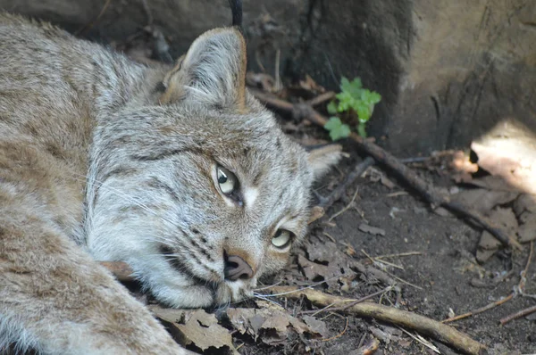 Kanadalı bir vaşak