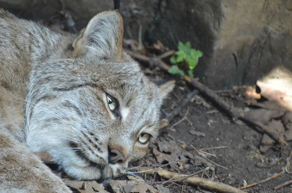Kanadalı bir vaşak