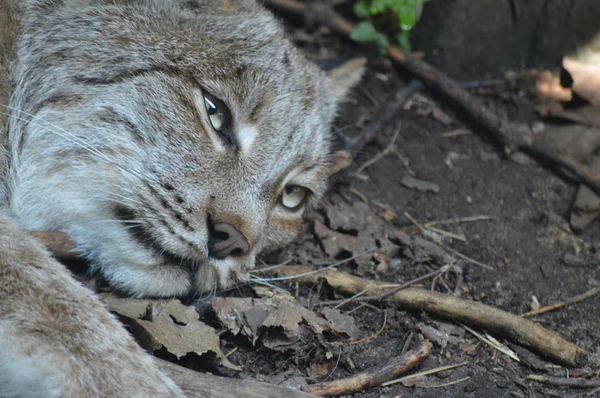 Kanadalı bir vaşak