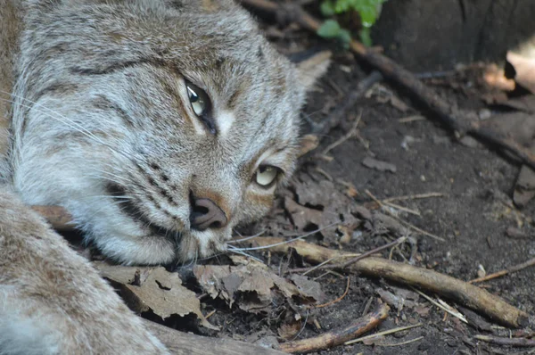 Kanadalı bir vaşak