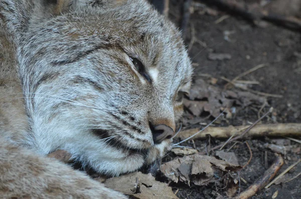 Kanadalı bir vaşak