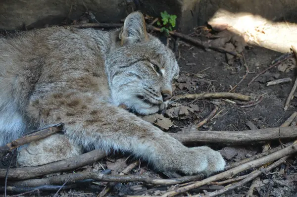 Kanadalı bir vaşak