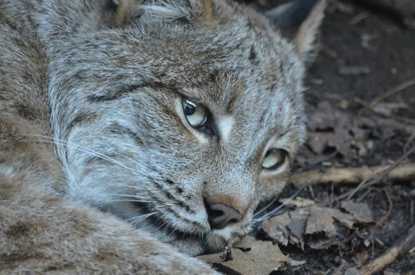 A Canadian Lynx — Stock Photo, Image