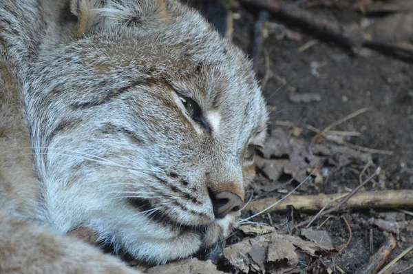 Kanadalı bir vaşak