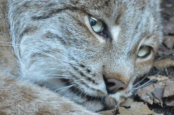 Kanadalı bir vaşak