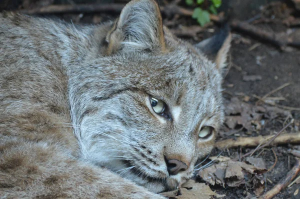 Kanadalı bir vaşak