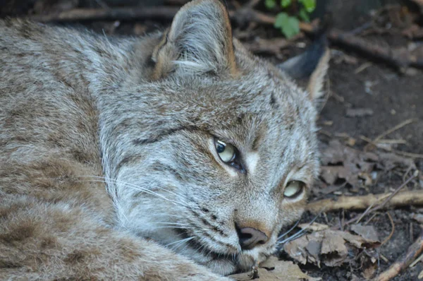 Kanadalı bir vaşak