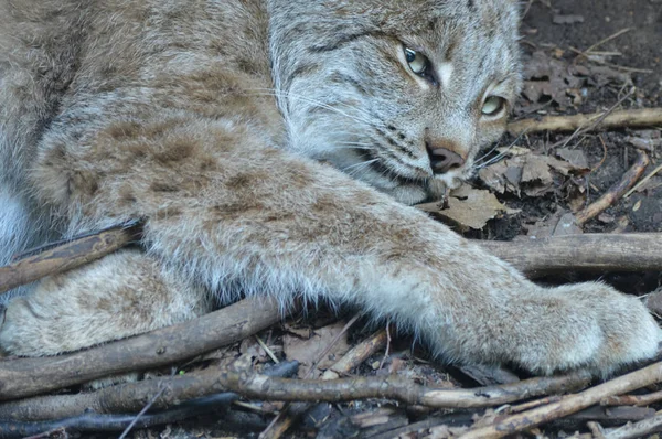 Kanadalı bir vaşak