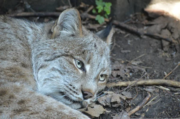 Kanadalı bir vaşak