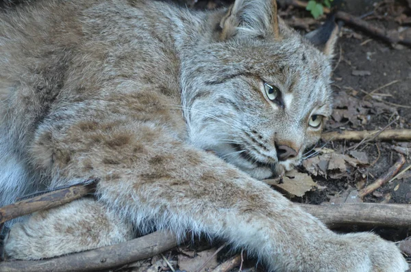 Kanadalı bir vaşak