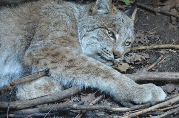 Kanadalı bir vaşak