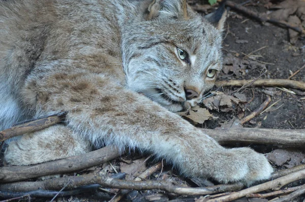 Kanadalı bir vaşak