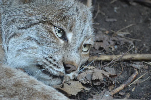 Kanadalı bir vaşak