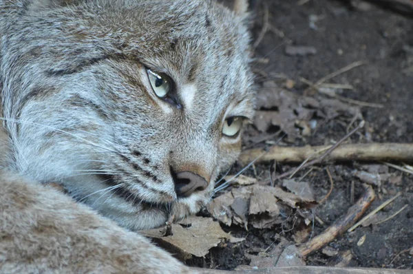 Kanadalı bir vaşak