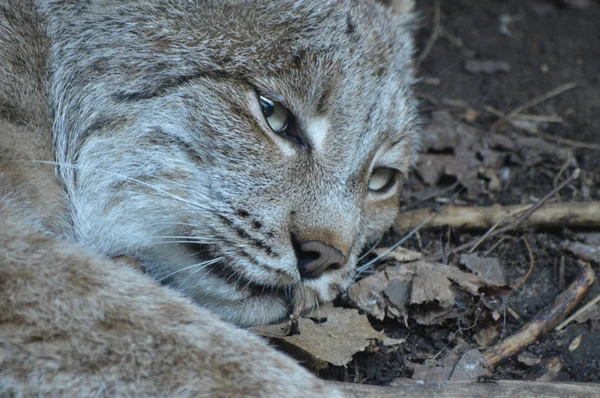 Kanadalı bir vaşak