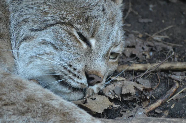 Kanadalı bir vaşak
