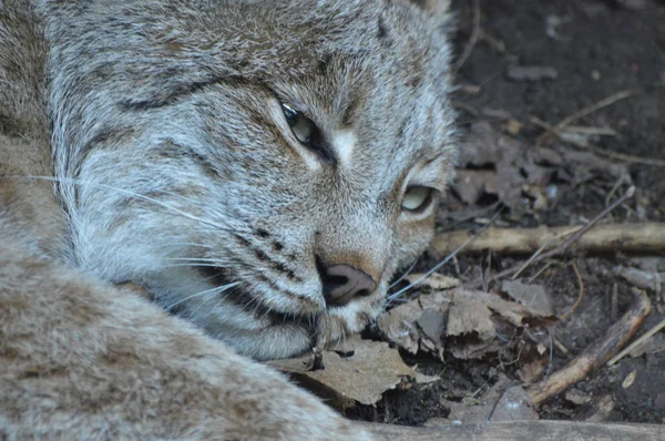 Kanadalı bir vaşak