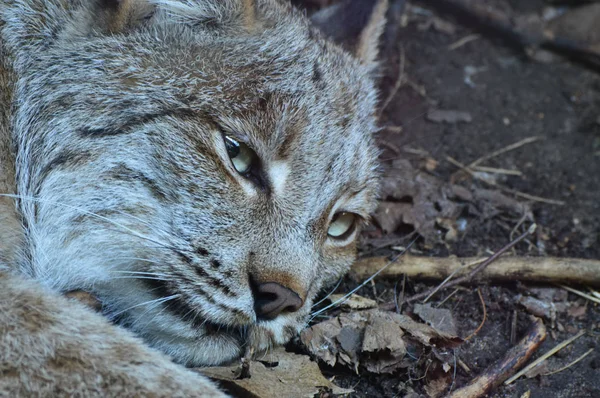 Kanadalı bir vaşak