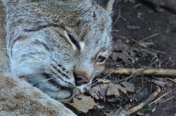 Kanadalı bir vaşak