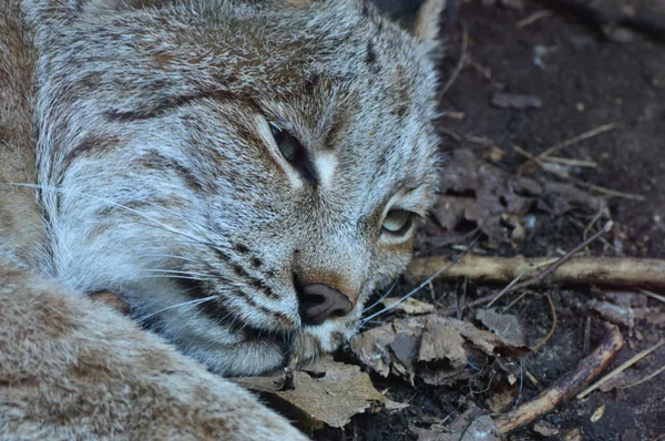 Kanadalı bir vaşak