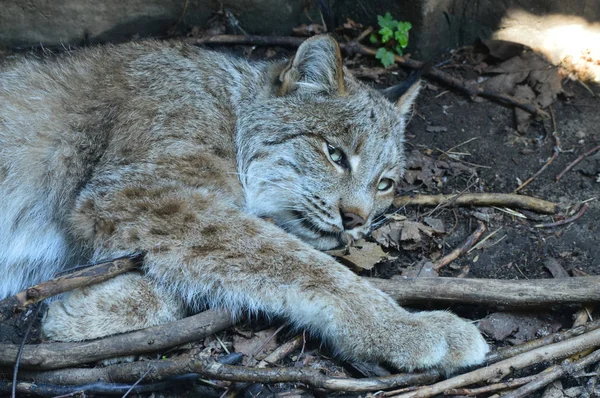 Kanadalı bir vaşak