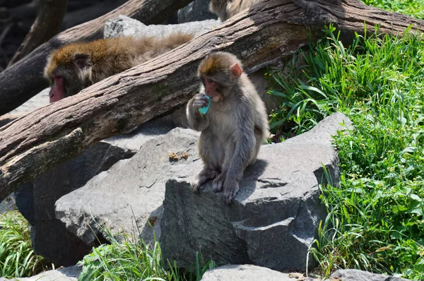 stock image Snow Monkey in the Outdoors