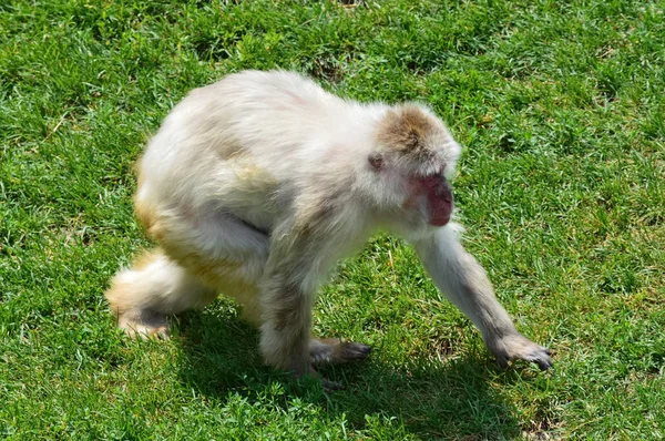 Singe des neiges en plein air — Photo