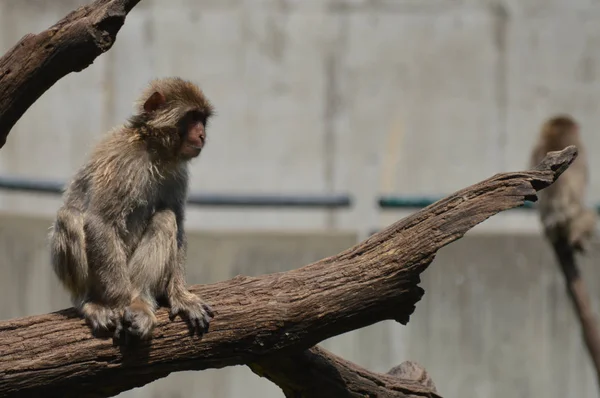 Snö monkey utomhus — Stockfoto