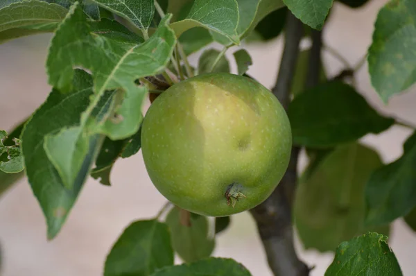 Apfel auf einem Baum — Stockfoto