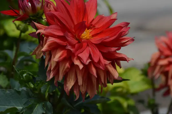 A Dahlia Flower — Stock Photo, Image