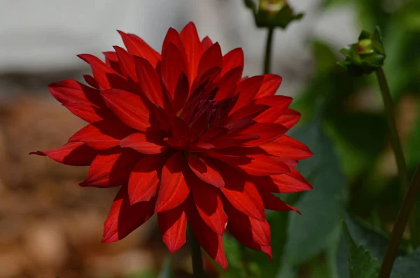 En Dahlia blomma — Stockfoto