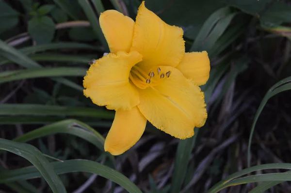 Uma flor de lírio — Fotografia de Stock