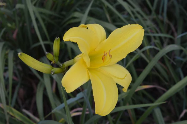 Uma flor de lírio — Fotografia de Stock
