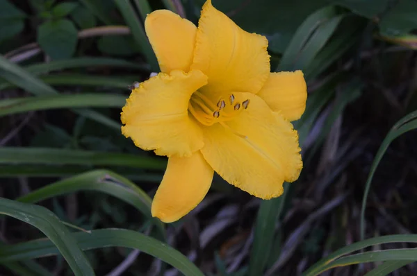 Eine Lilienblüte — Stockfoto